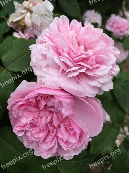 Peony Pink Nature Spring Flower