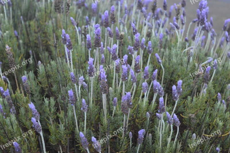 Lavender Nature Purple Aromatic Free Photos