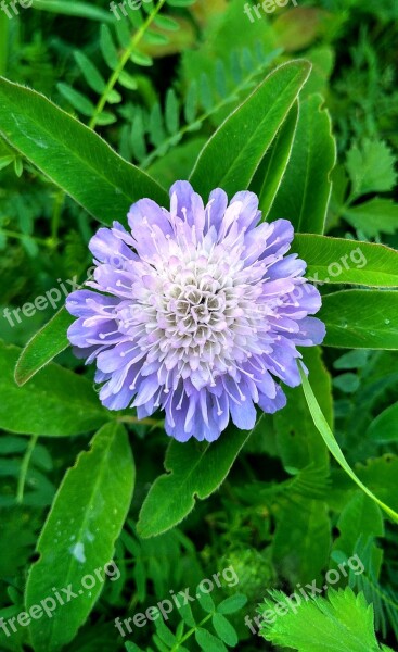 Flower Foliage Plant Flora Nature