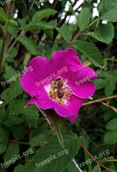 Rose Hip Flower Plant Nature Bush