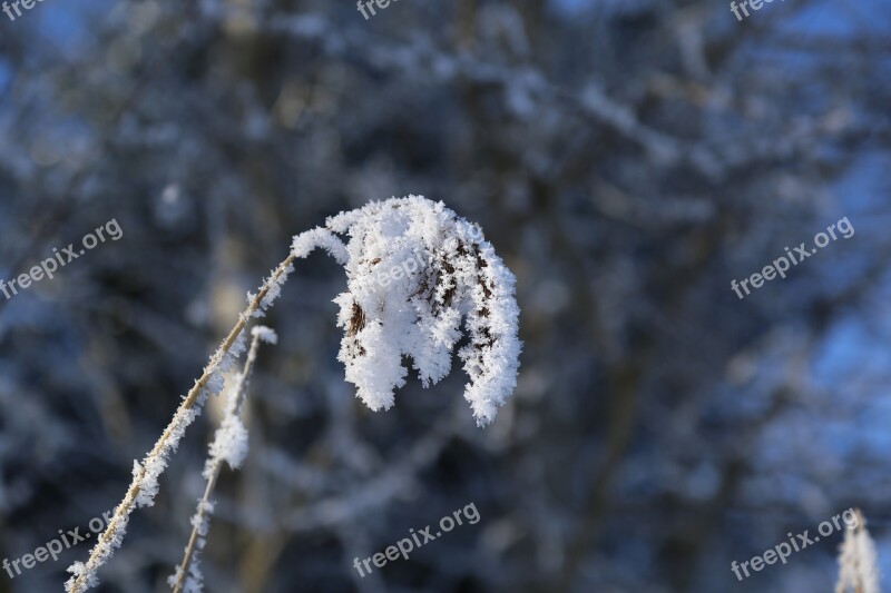 Winter Ripe Frozen Frost Cold