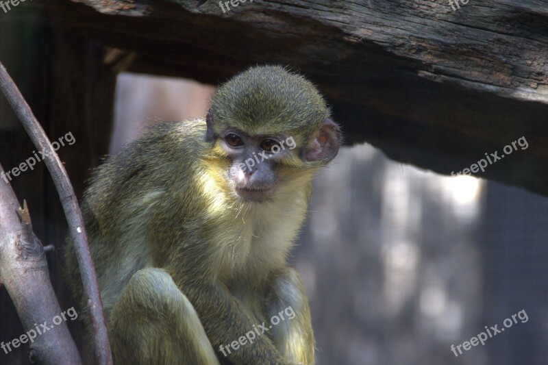 Monkey Zoo Animal Animal World Mammal