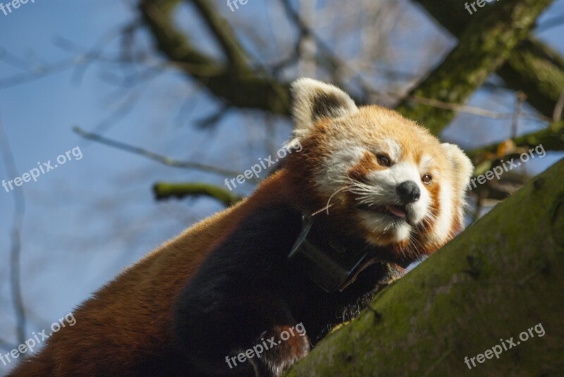 Panda Small Panda Mammal Small Bamboo