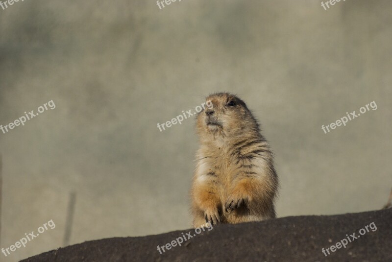 Doggie Viridis Zoo Wild Nature Rotterdam