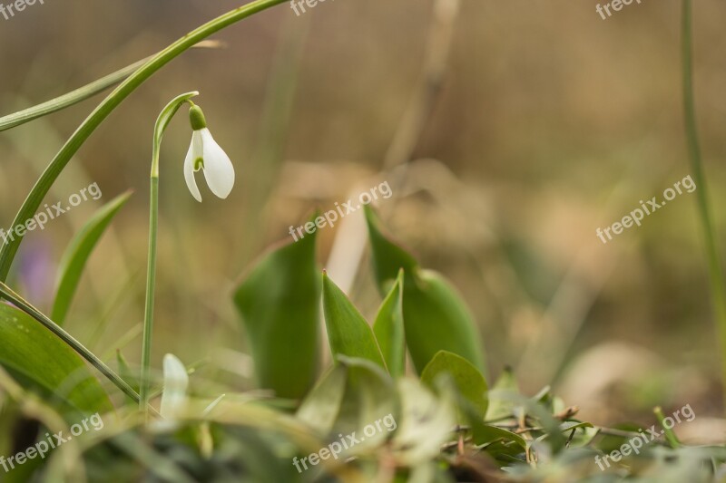 Snow Bell Close Up Spring Bells Garden Plant