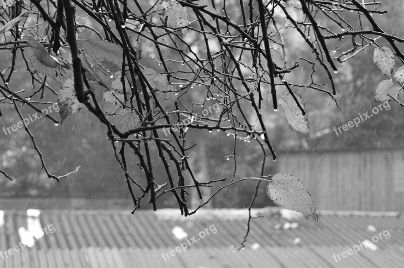 Twigs Raindrops Rainy Day Branch Water-drop