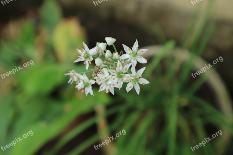 Flowers Nature Plants Free Photos