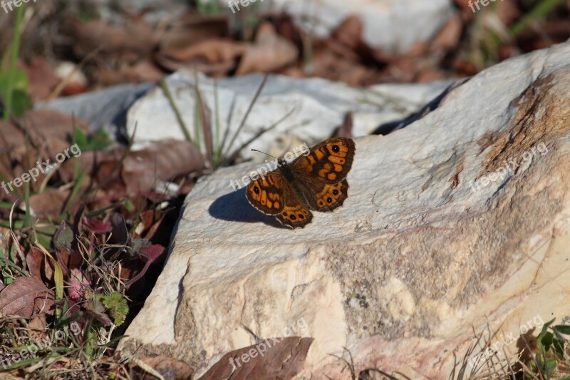 Butterfly Nature Spring Colorful Free Photos