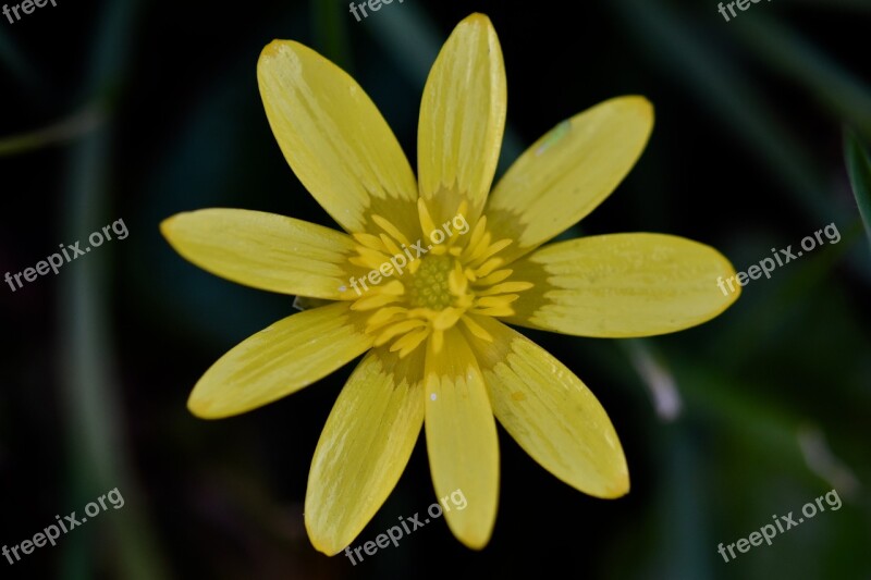 Flower Petals Yellow Flowers Buttercup Fleurs Des Champs