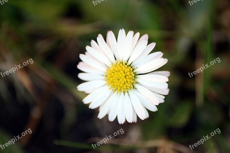 Daisy Blossom Bloom Spring White