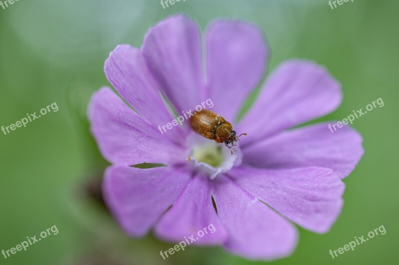 Flower Beetle Purple Pollen Free Photos