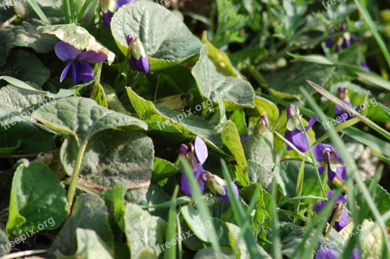 Wild Violets Wildflowers Spring Bloom Flowers