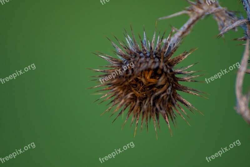 Thistle Dry Flower Thorny Plant Free Photos