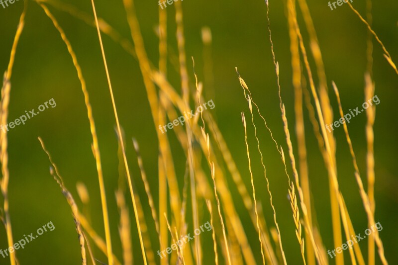 Grass Dry Barley Rustic Free Photos