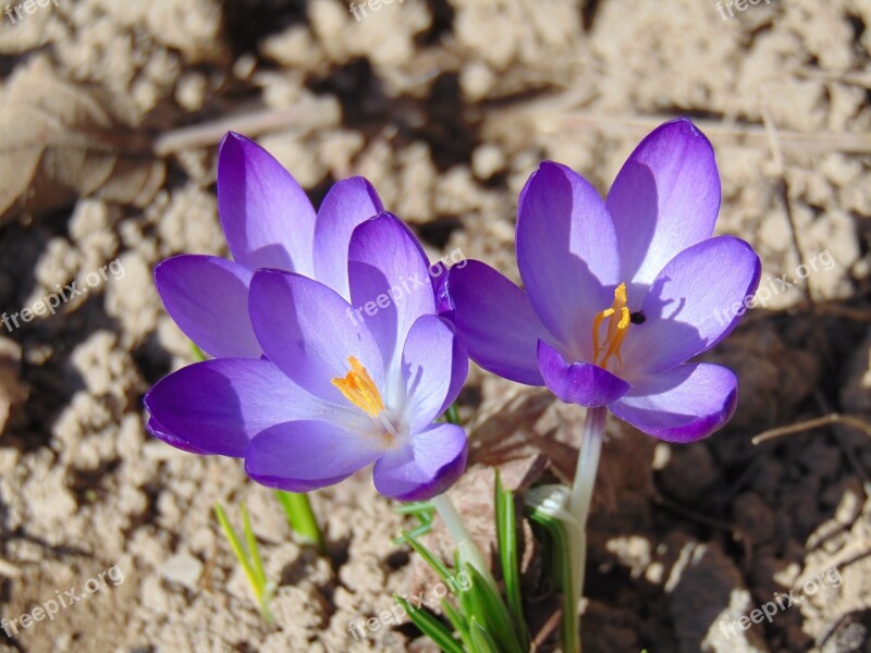 Krokus You Spring Flower Garden Plants