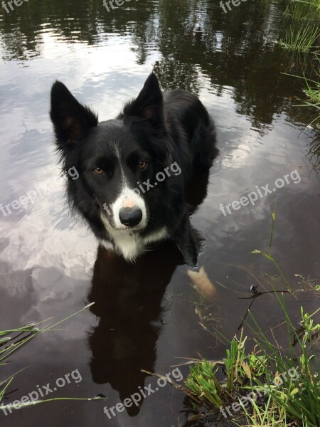 Dog Border Collie Pet Collie Portrait