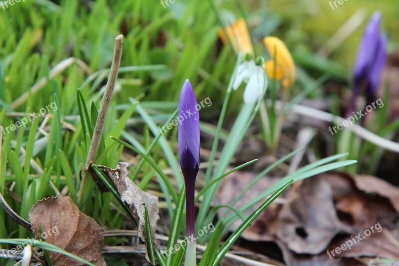 Crocus Nature Flowering Wild Free Photos