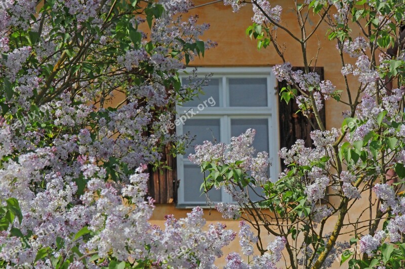 Window Background Flowers Nature Window Frames