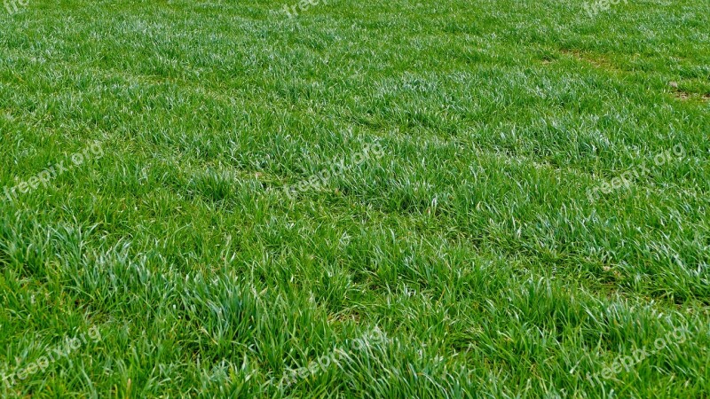 Nature Agriculture Grass Meadow Halme