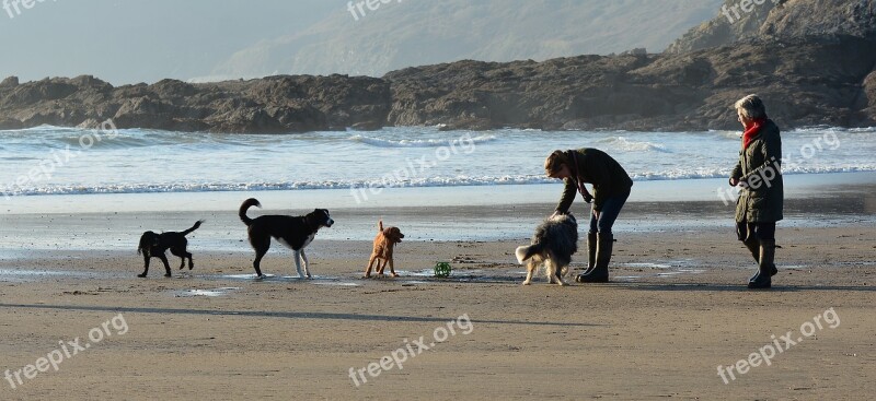 Dogs Playing Beach Water Pet