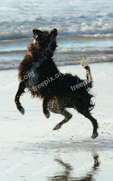 Dog Jump Play Water Joy