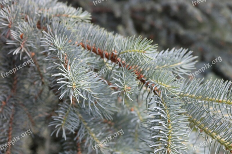 Christmas Tree Background Green Branch