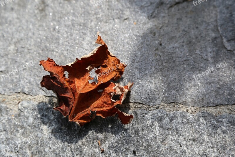 The Vine Leaf Withers Autumn Dry Close Up