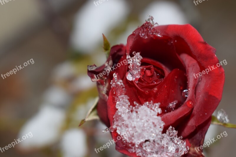 Rose Flower Red Rose Bloom Free Photos