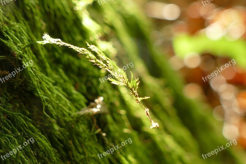 Moss Nature Tribe Tree Light