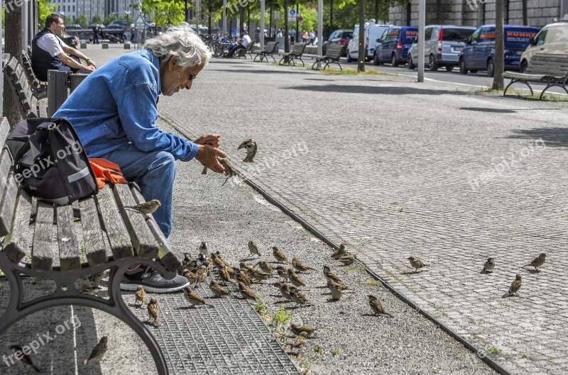 Birds Sparrows Man Wing Fly