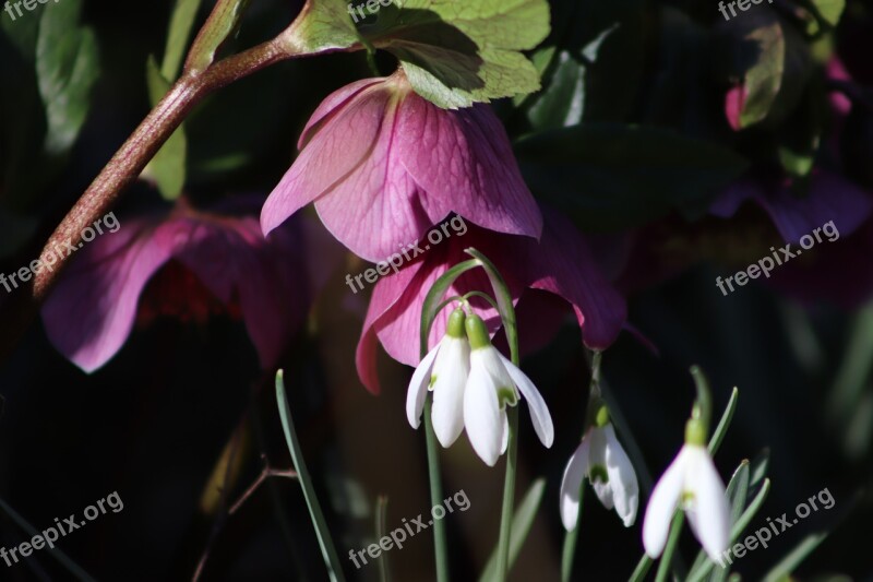 Christmas Rose Snowdrop Flowers Bloom Pink