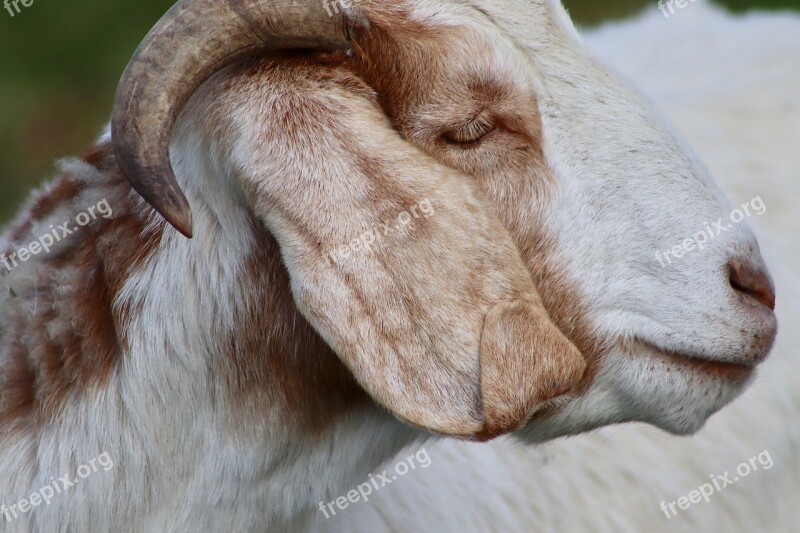 Goat Livestock Pet Domestic Goat Horn