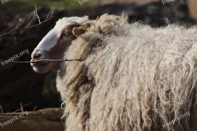 Sheep Livestock Pet Wool Sheep's Wool