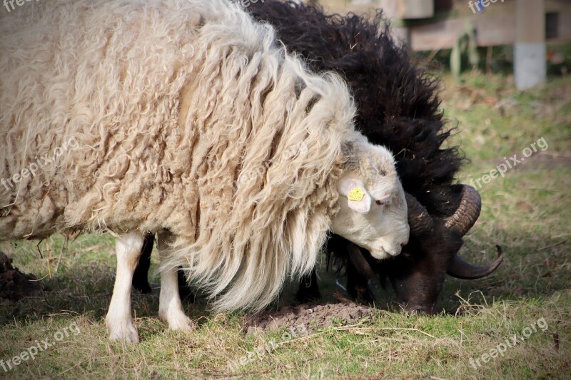 Sheep Livestock Pet Wool Sheep's Wool