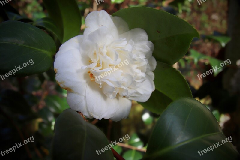 Camellia Camellia Flower White Petals Blossom