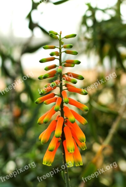 Flower Plant Exotic Tropical Nature