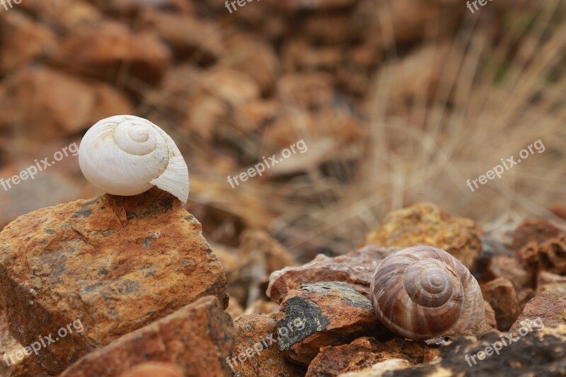 Shell Snails Stone Brown Yellow