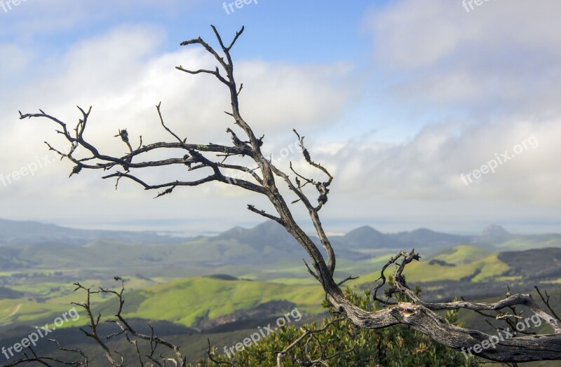 Burned Tree Tree Burned Landscape Morro Rock