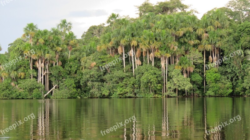 Jungle Palms Aguaje Amazon Palm Tree