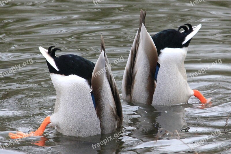 Waterfowl Drake Water Plumage Mallard