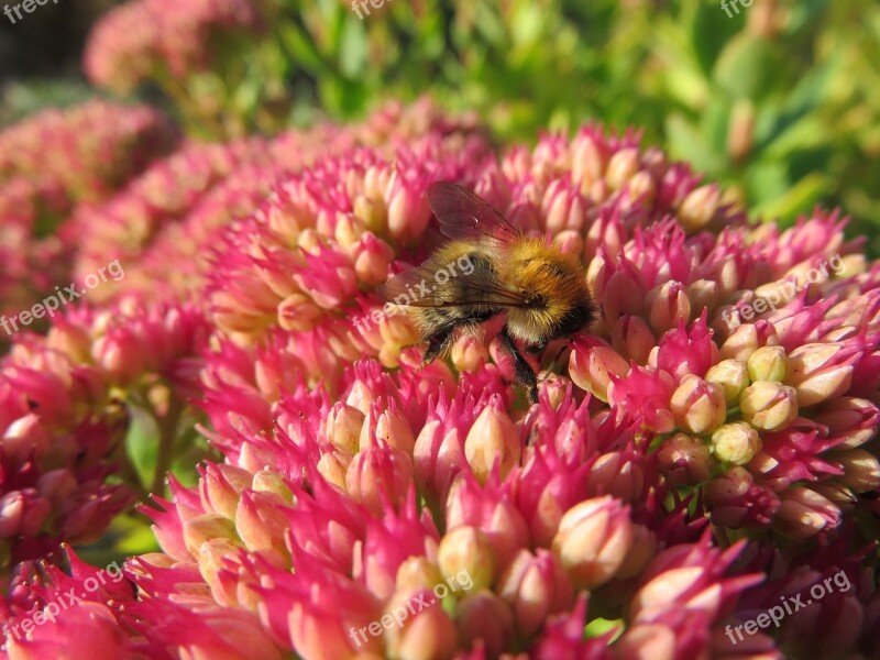 Bee Nectar Pollination Flowers Pollen