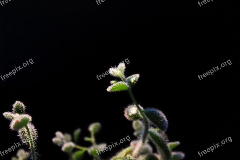 Plant Green Black Cactus Leaf