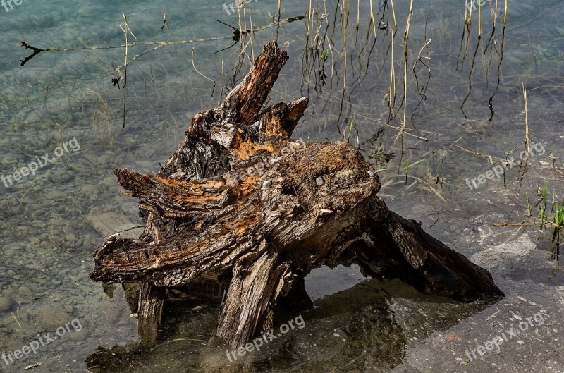 Wood Lake Landscape Tribe Structure