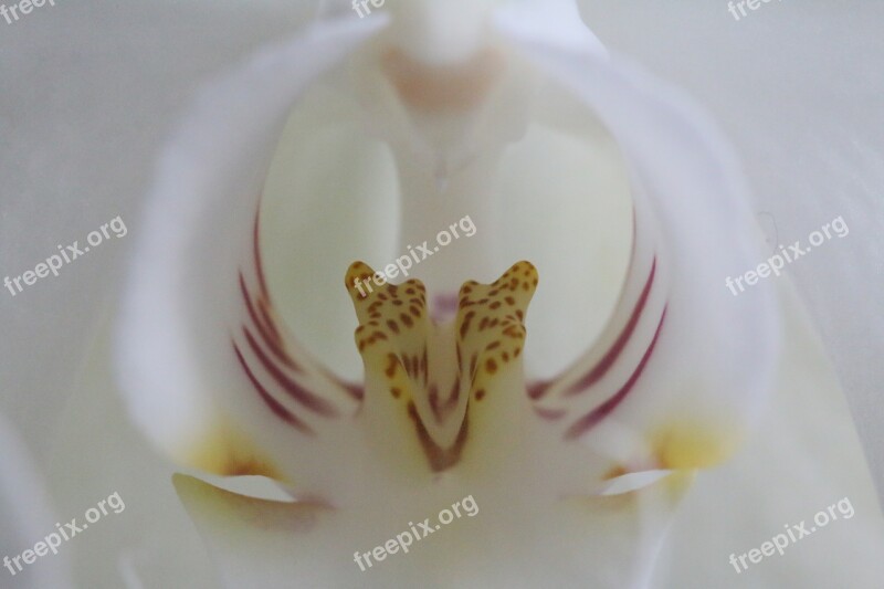 Orchid Macro Phalaenopsis White Orchidaceae