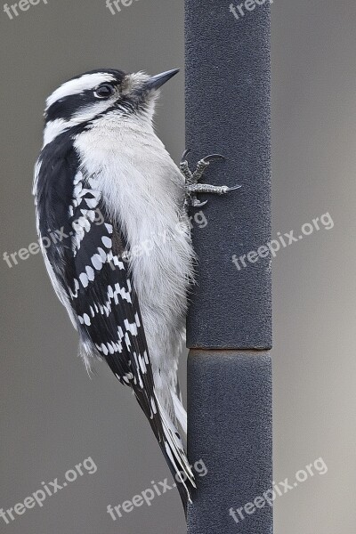 Bird Woodpecker Pole Hanging Free Photos