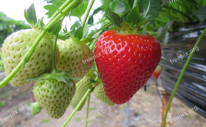 Strawberry Strawberries Fruit Food Red