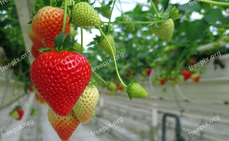 Strawberry Strawberries Fruit Food Red