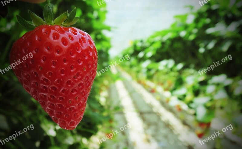 Strawberry Strawberries Fruit Food Red