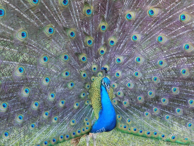 Peacock Fowl Feathers Bird Plumage