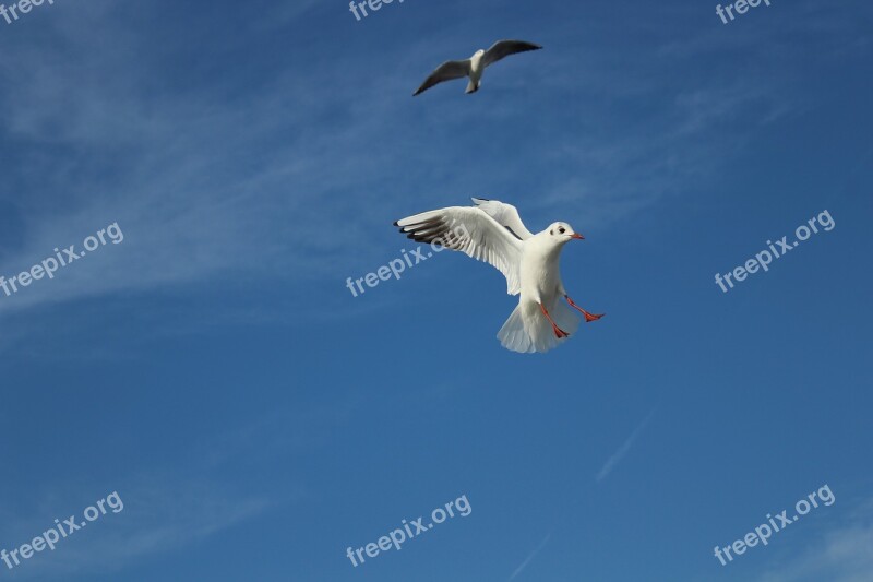 Seagull Bird Gulls Flying Fly